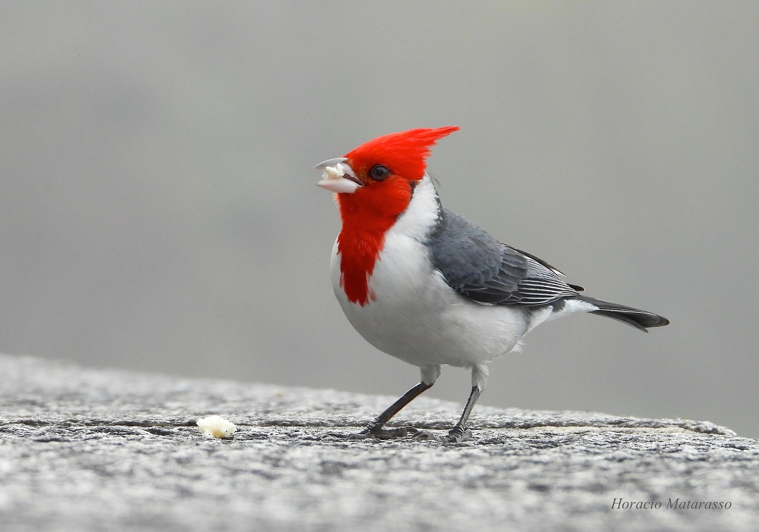 cardenal
