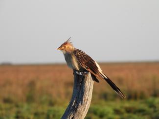 Pirincho
